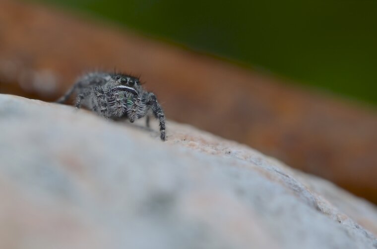 Phidippus purpuratus (3)