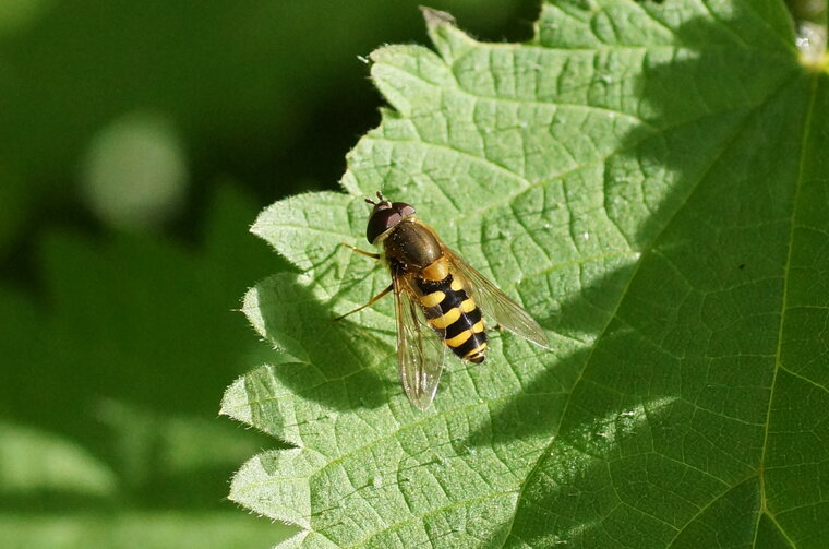 Syrphe Syrphus vitripennis sous réserve