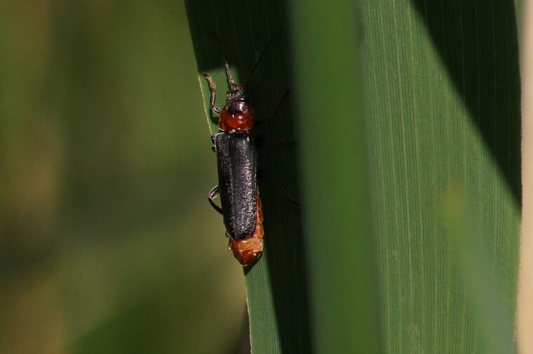 cantharis rustica à confirmer