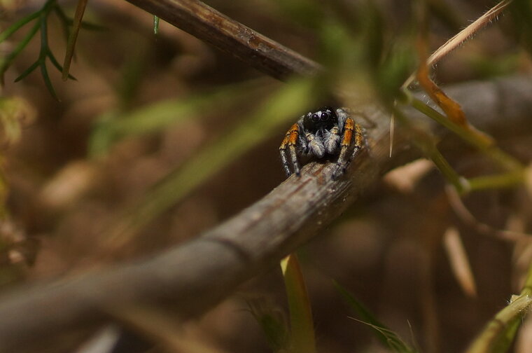 Philaeus chrysops 2