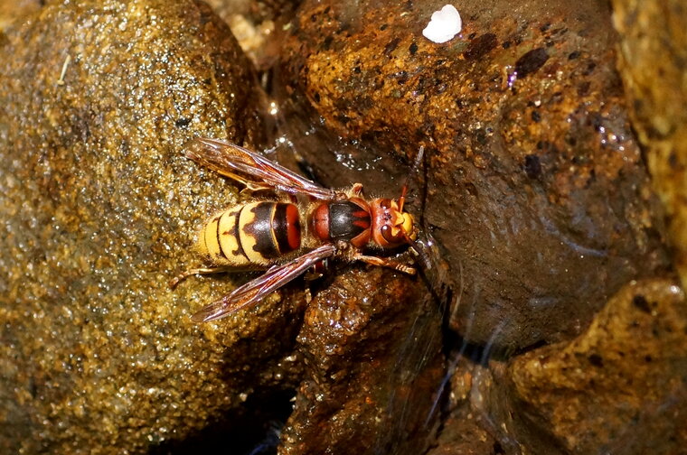 Vespa crabro