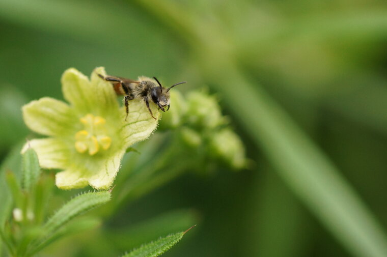 Abeille solitaire 2