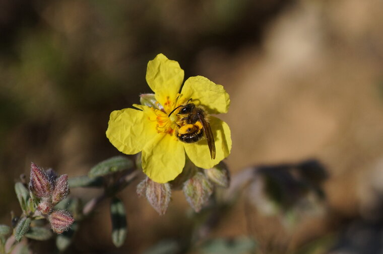 Andrena sp