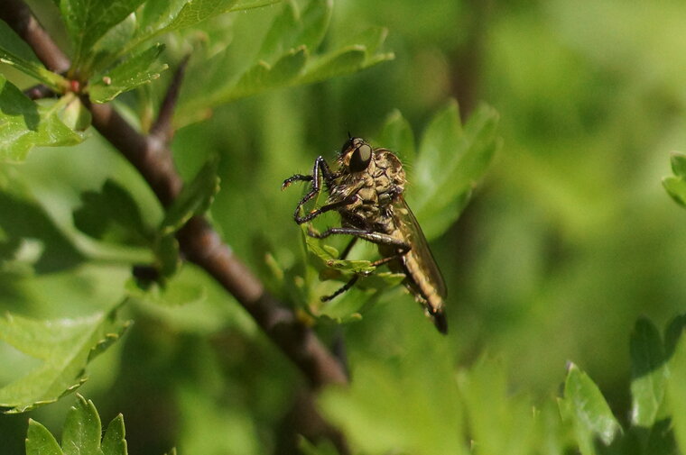 Asilidé sp 3