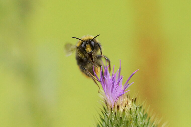 Bombus sp