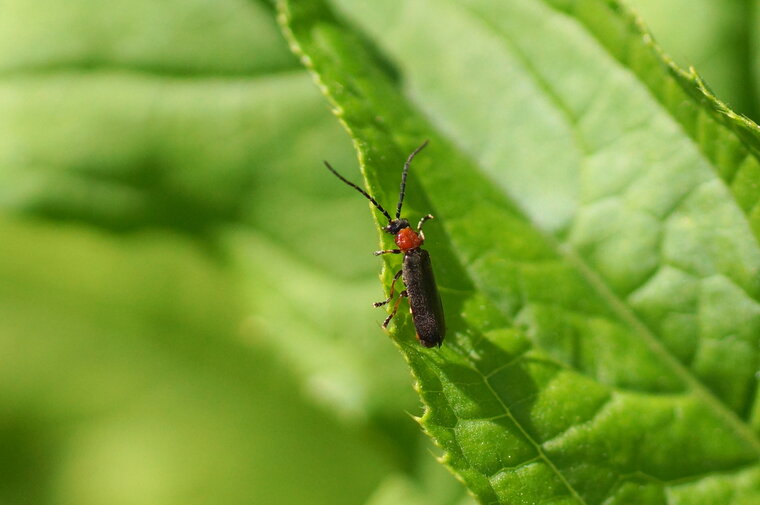 Cantharis sp