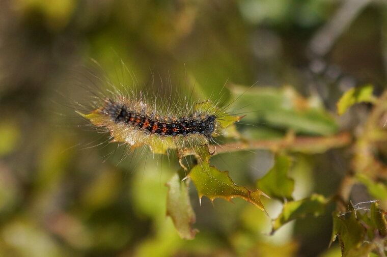 Chenille de 3