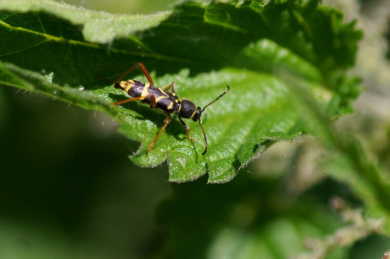 Clytus arietis