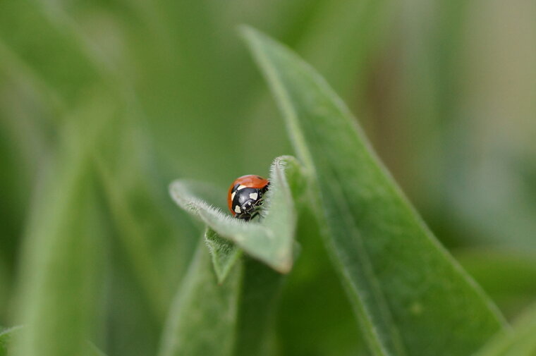 Coccinelle à 7 points