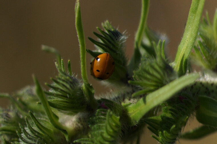 Coccinelle à 7 points