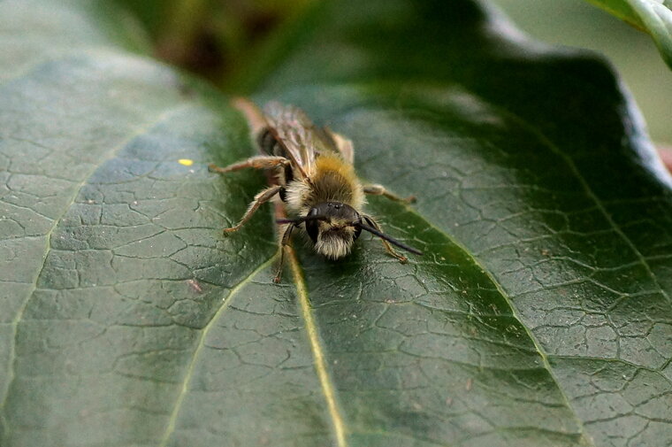 Colletes succinctus sous réserve