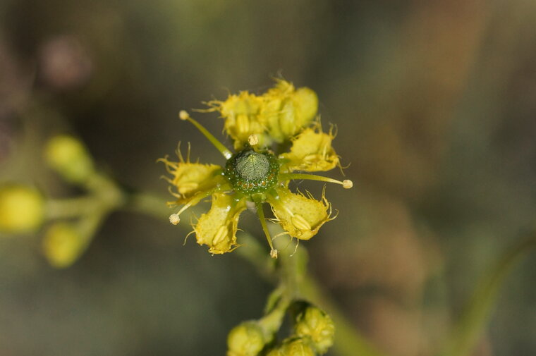 Fleur de Rue à feuilles étroites sous réserve