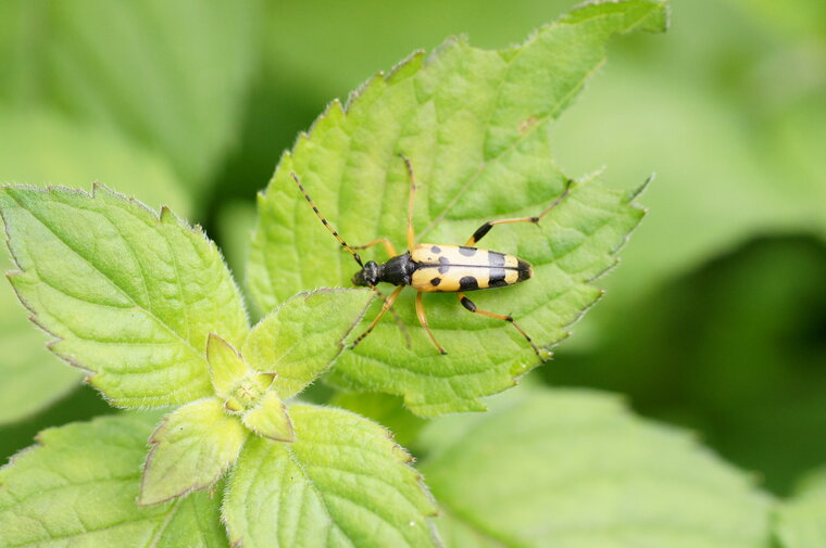 Leptura maculata