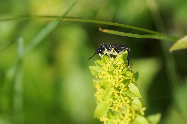 Macrophya montana recadré