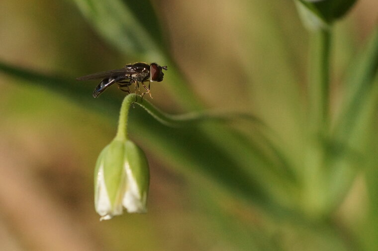 Melanostoma sp sous réserve