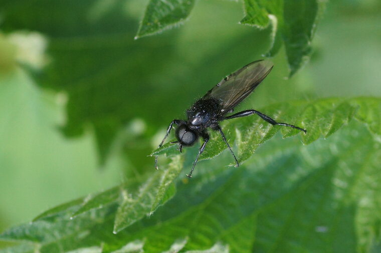 Mouche de la St Marc