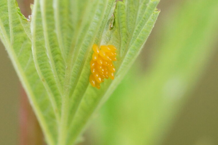 Oeufs de Coccinelle