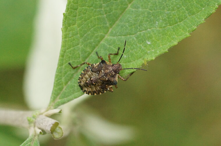 Pentatoma rufipes juvénile sous réserve