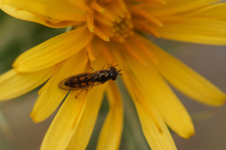 Platycheirus sp sous réserve