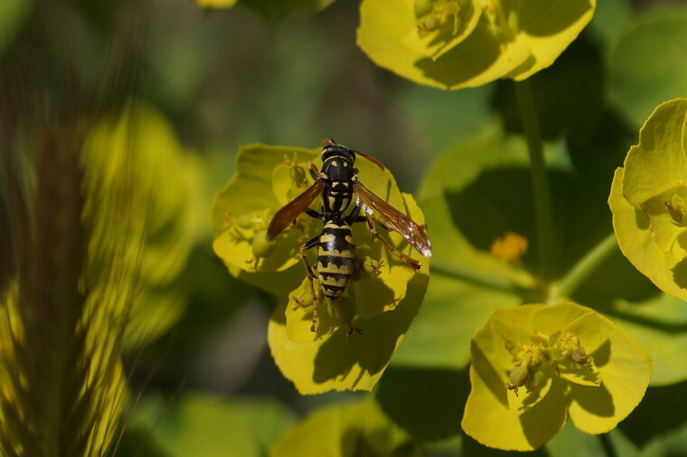 Poliste sp