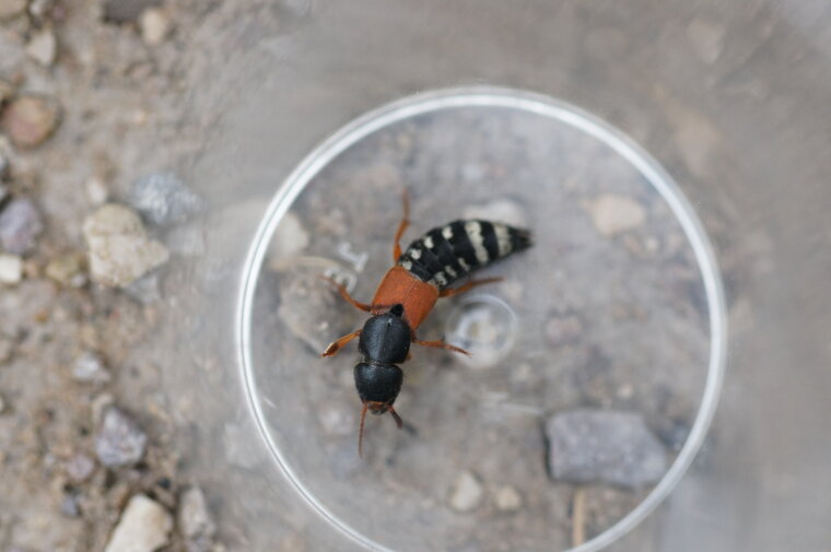 Staphilinus caesareus sous réserve