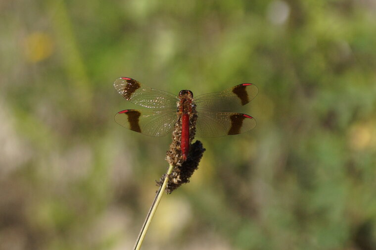 Sympetrum pedemontanum mâle