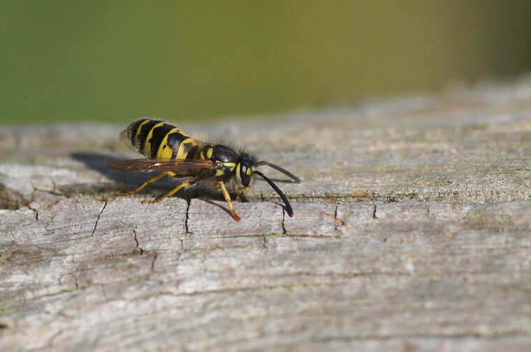 Vespula sp