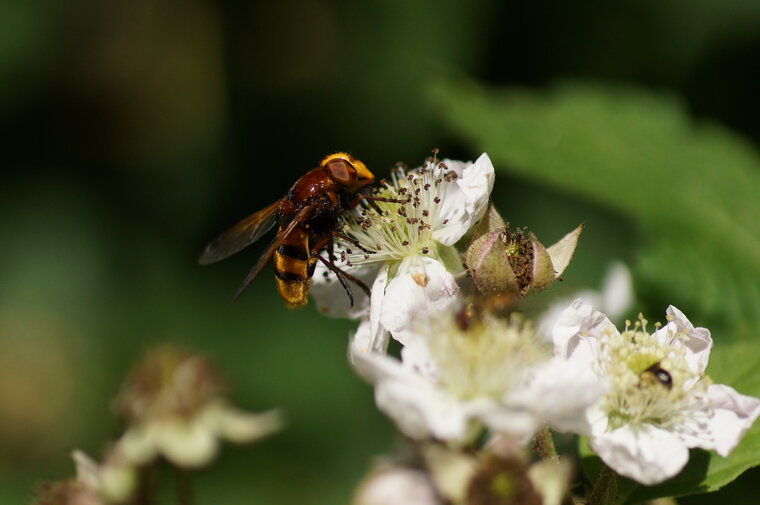 Volucella zonaria