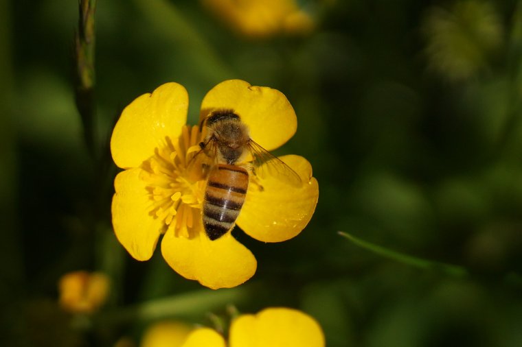 Abeille domestique sous réserve