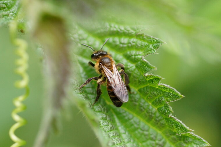 Abeille solitaire