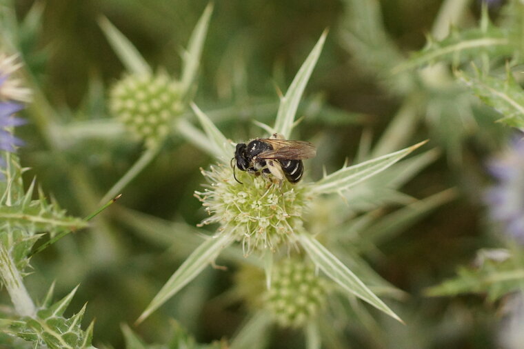 Abeille solitaire