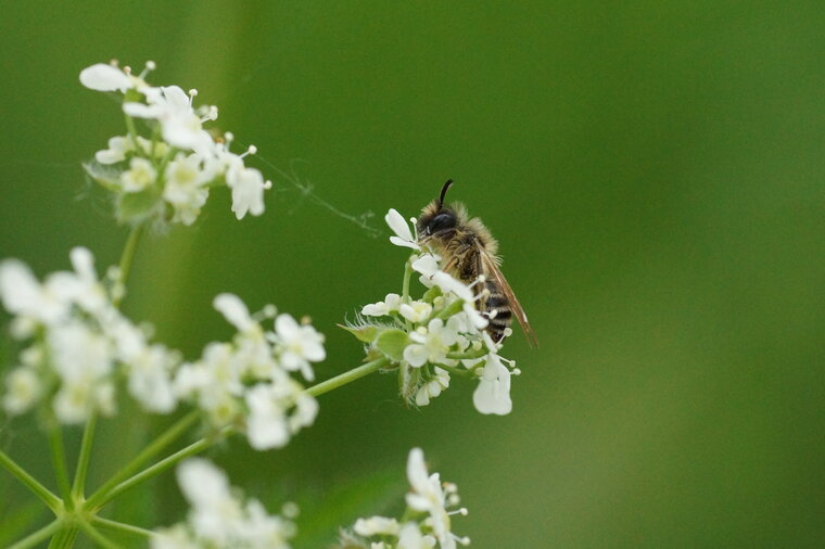 Abeille solitaire