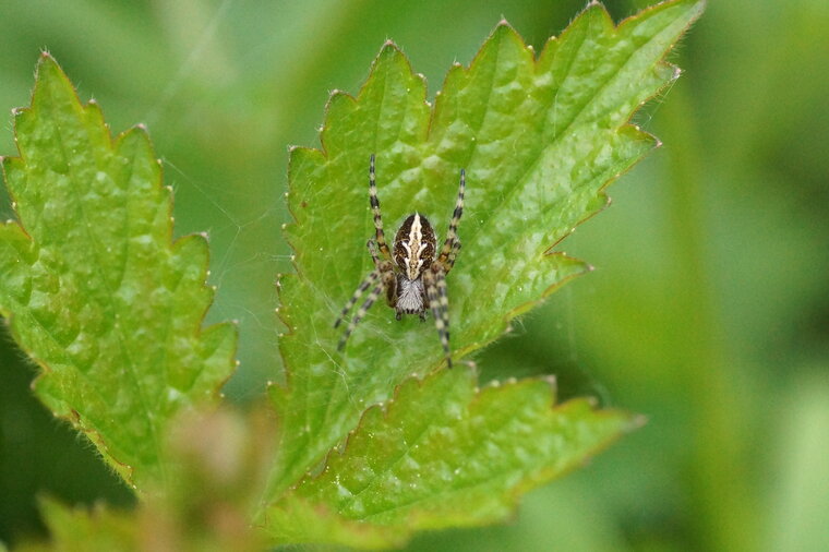 Aculepeira armida sous réserve