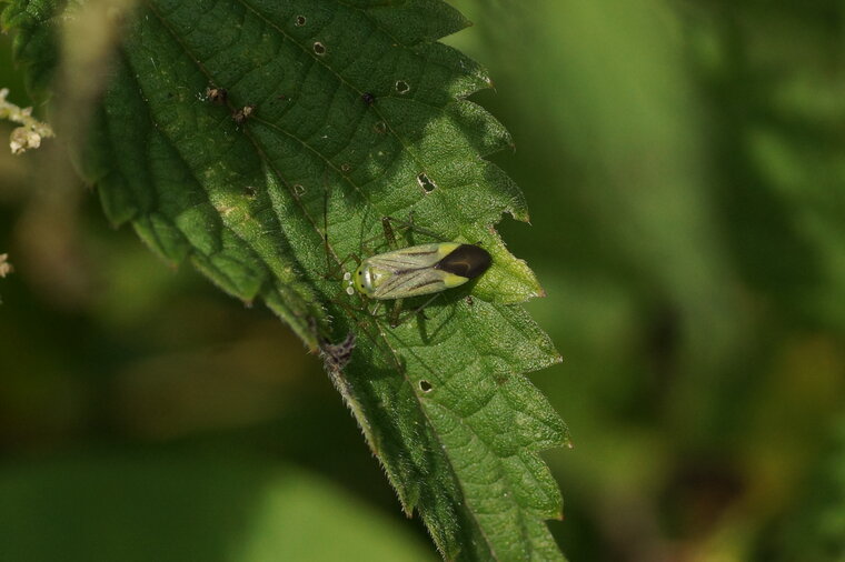 Adelphocoris lineolatus ou Stenotus binotatus