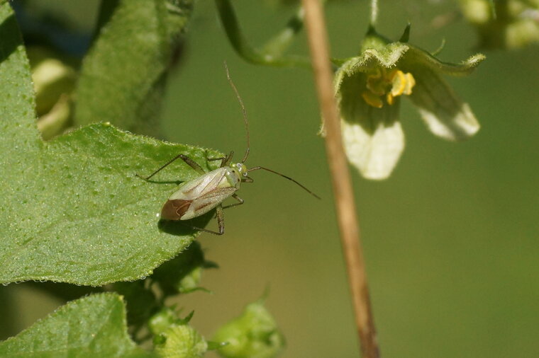 Adelphocoris sp sous réserve