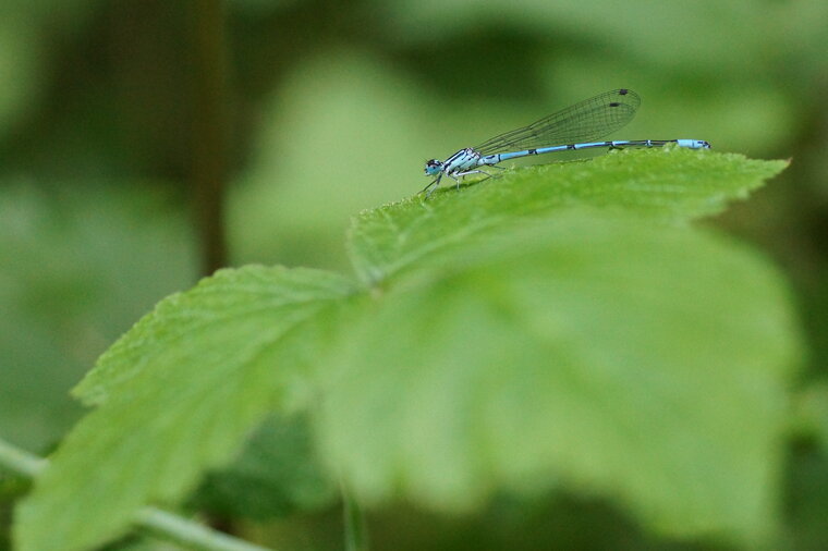 Agrion jouvencelle mâle