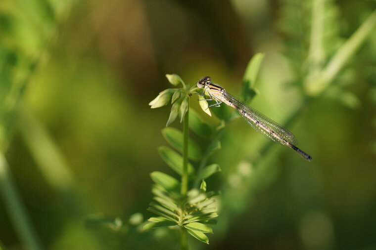 Agrion porte coupe femelle