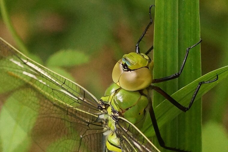 Anax imperator Anax empereurDSC07961 1