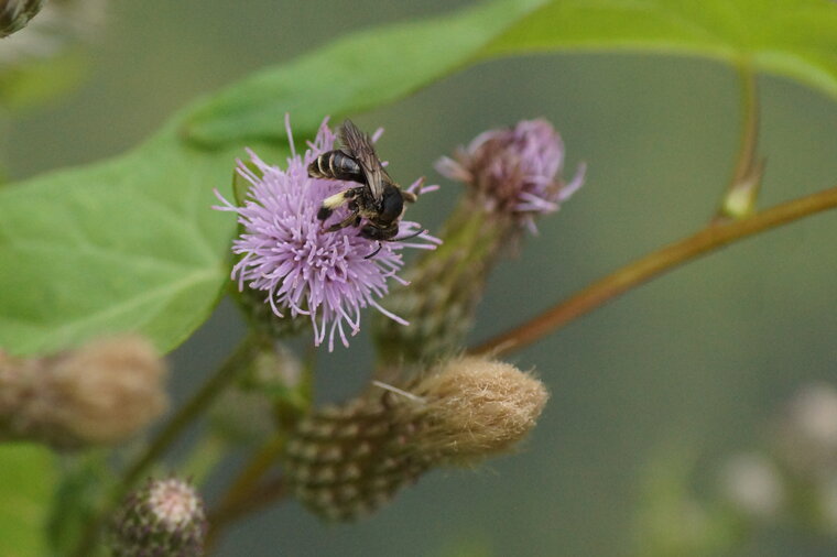 Andrena sp