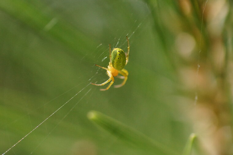 Araniella cucurbitina