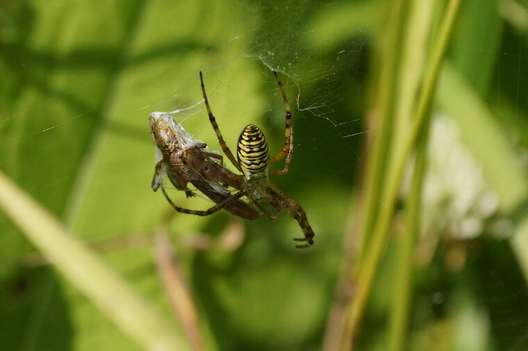 Argiope bruennichi