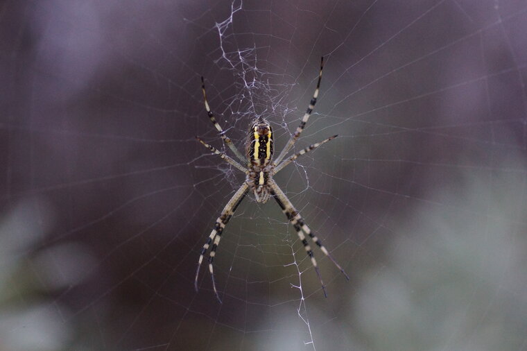 Argiope sp 2