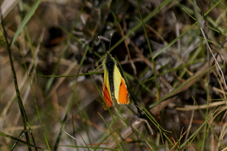 Aurore de Provence