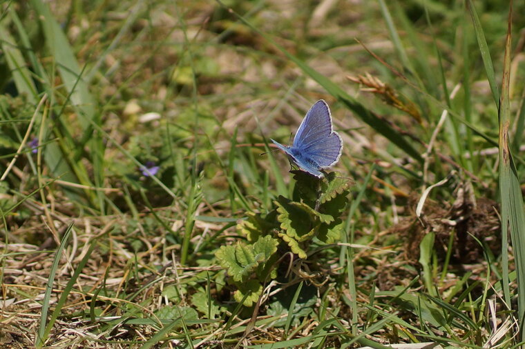 Azuré de la bugrane mâle Polyommatus icarus