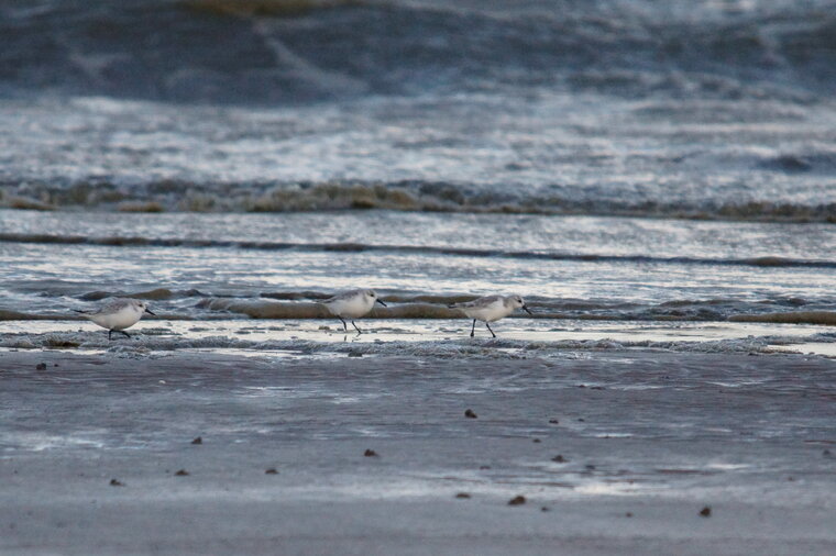 Bécasseaux sanderling sous réserve