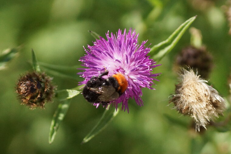 Bombus confusus sous réserve