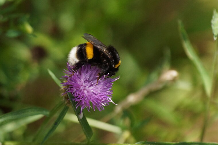 Bombus sp