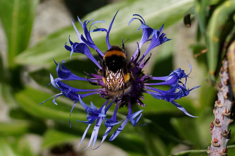 Bombus sp sur