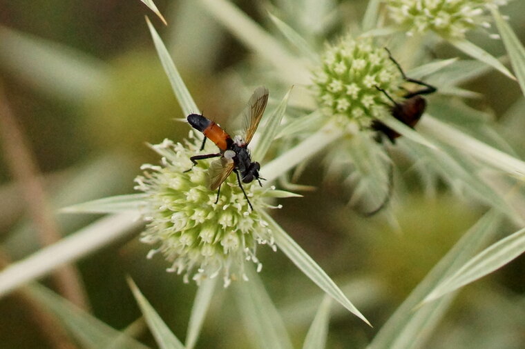 Brachypalpoides sp sous réserve