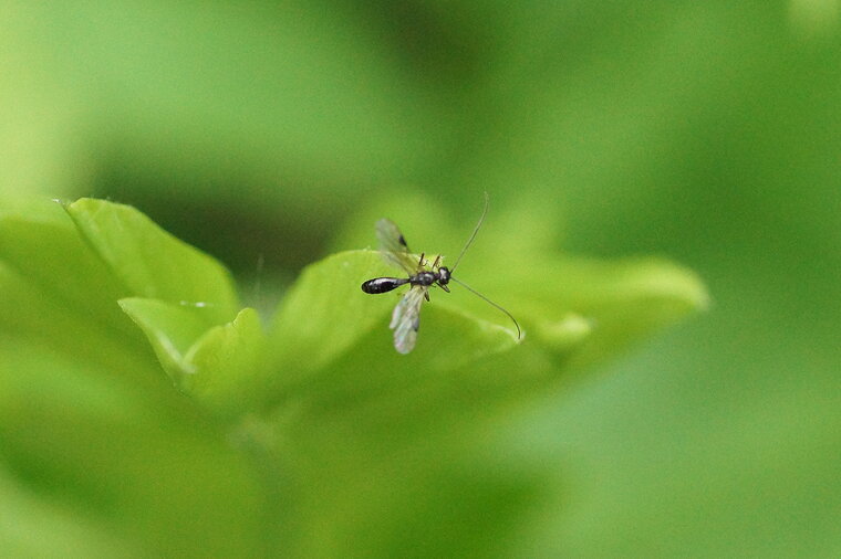 Braconidé sp sous réserve